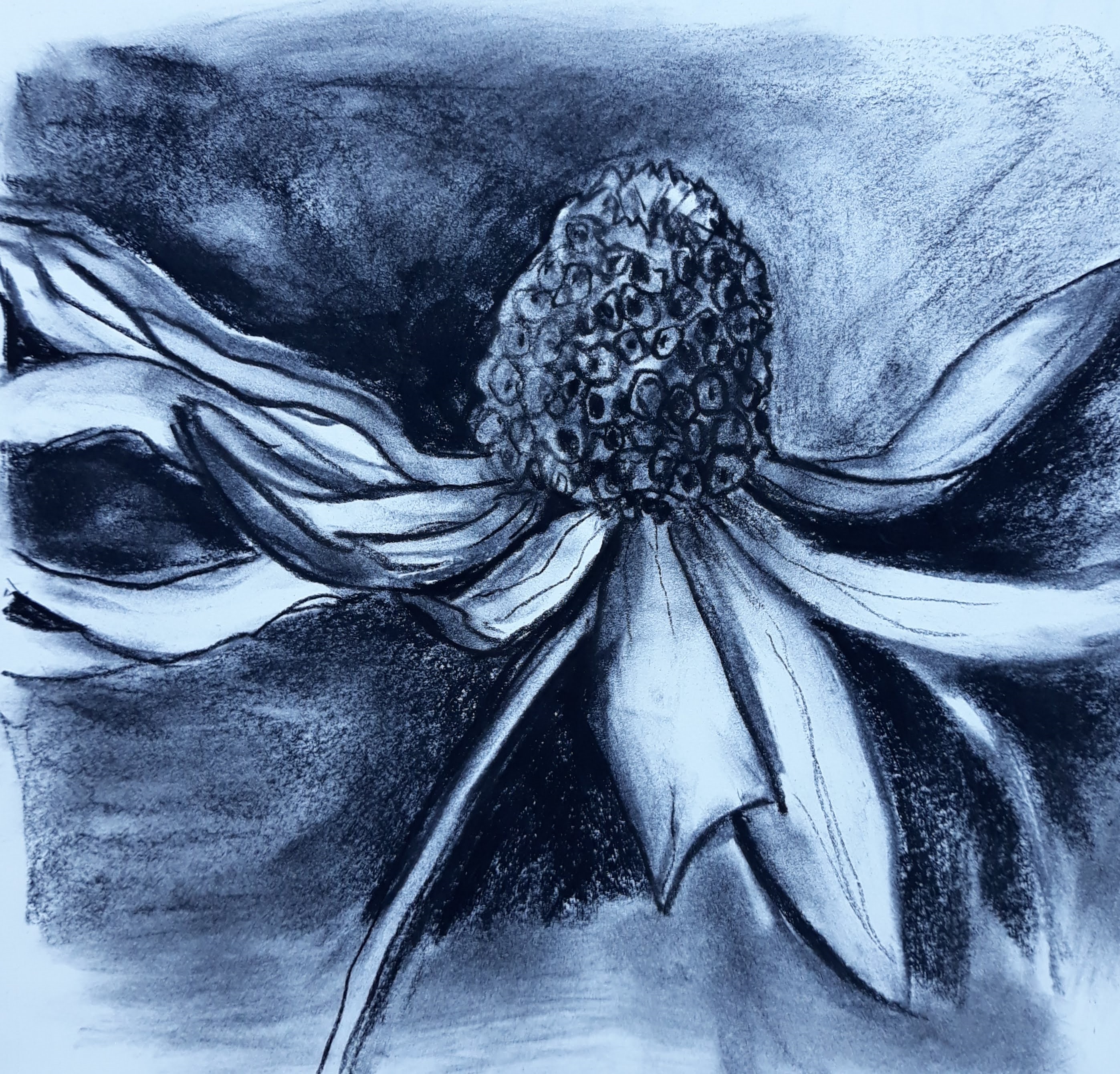 Ox Eye Daisy